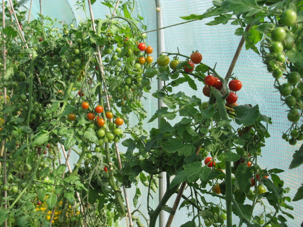 A guide to Italian tomatoes Jamie Oliver Features