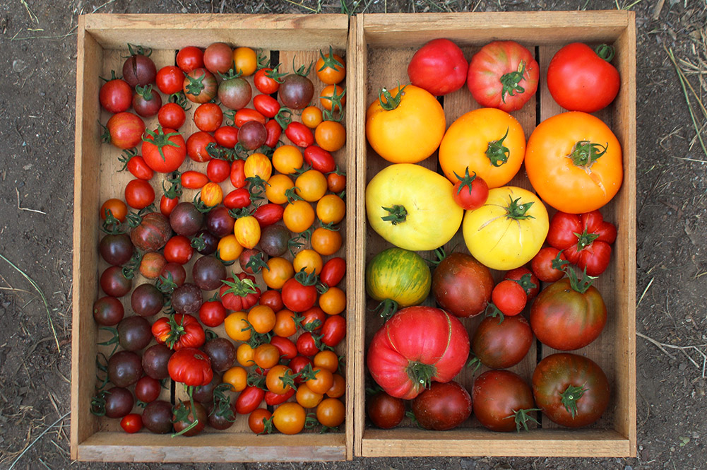 August in Jamie's garden Jamie Oliver Features