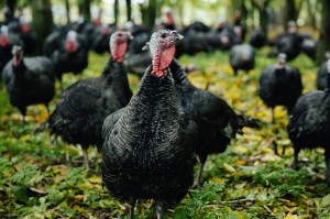 Turkey: what do the labels really mean... and which is best?