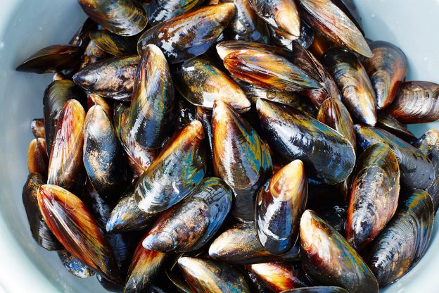 16 amazing mussels recipes