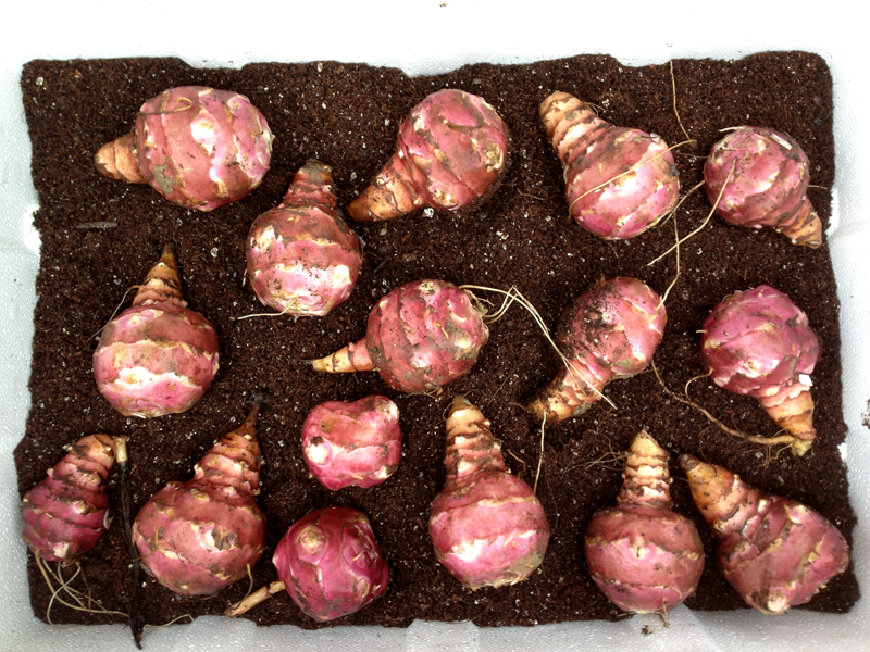 On Jerusalem artichokes Jamie Oliver Features