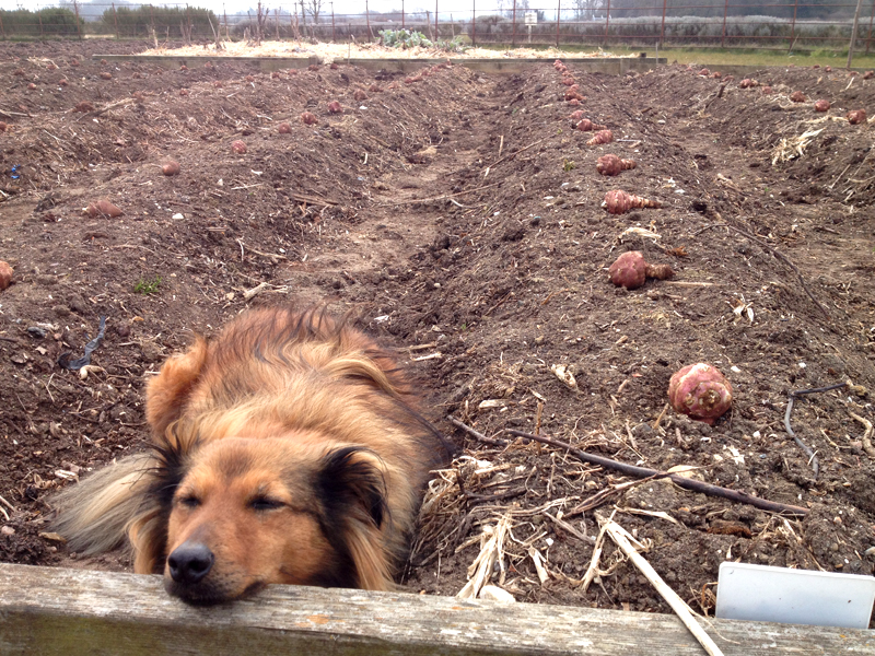 On Jerusalem artichokes Jamie Oliver Features