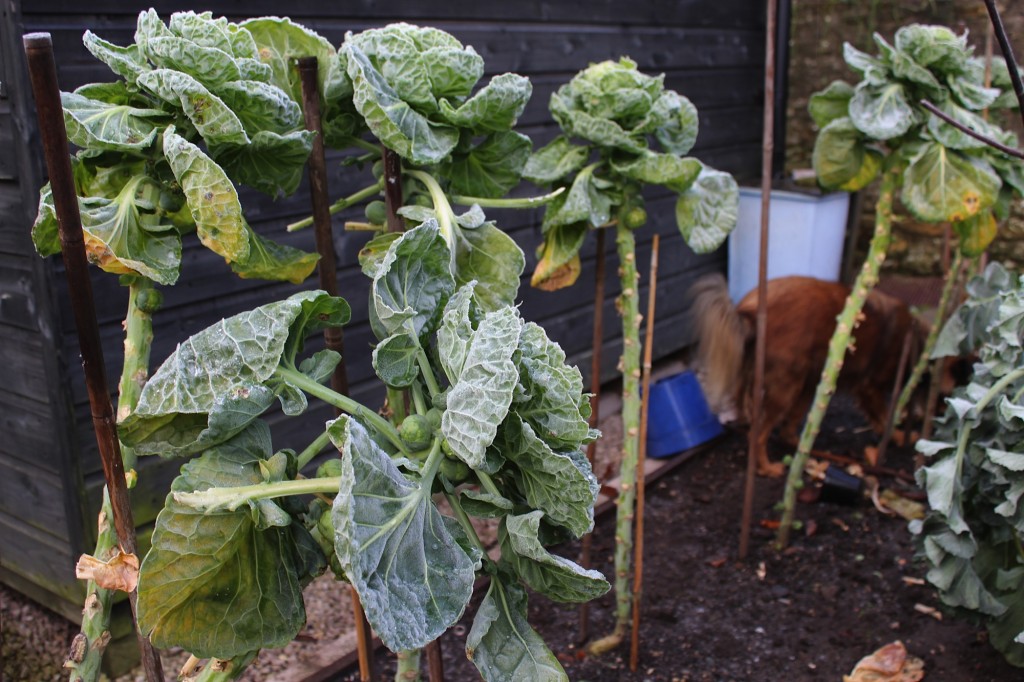 How to use up Brussels sprouts Jamie Oliver Features