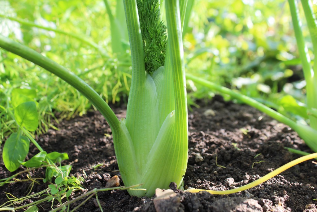 October in Jamie’s garden Jamie Oliver Features